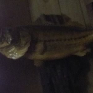 Meet your Posher, Dale